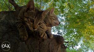 Two Silver Tabby Kittens