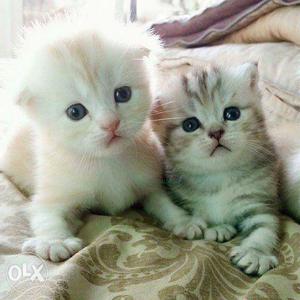 Two White And Gray Kitten