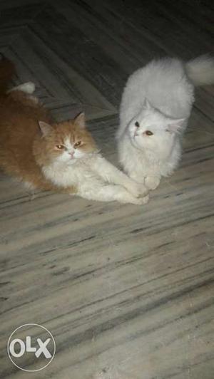 Two babbies parsion cat only 6:7 month old ye