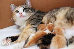 Urgent sale 7 cat Calico persion Cat And Kittens