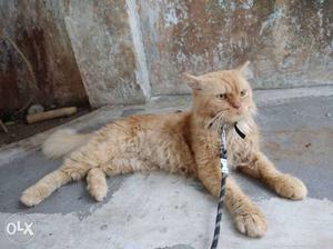 Urgent sale persian male cat Ready for mating