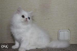 Very... More Colour Persian cat & kitten for sale.in Rajkot