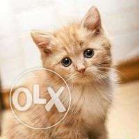 Very active persian kitten for sale in ajmer