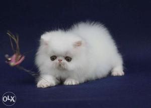 Very active persian kitten for sale in aligarh