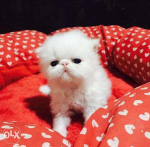 Very active persian kitten for sale in aligarh