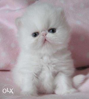 Very beautiful so cute persion kitten for sale in shimla