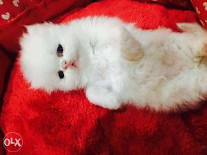 Very beautiful so cute persion kitten for sale in varanasi