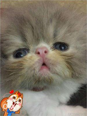 Very cheap price Persian kitten for sale in etawah