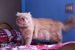 Very friendly persain male cat healthy for matting