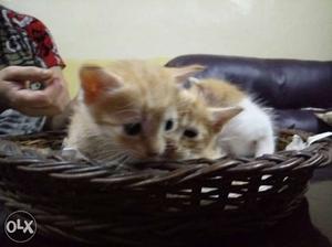 Want to give away 4 ginger kittens with mother