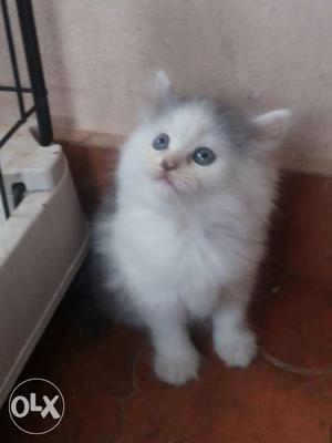 White And Gray Tabby Kitten