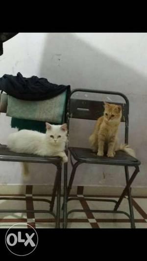 White And Orange Tabby Cats
