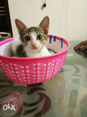White And Tan Tabby Cat With Pink Plastic Basket