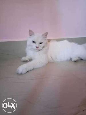 White Cat In Chennai