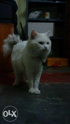 White Cat In Mysuru