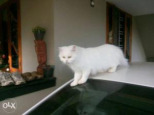 White Cat... Pregnant..