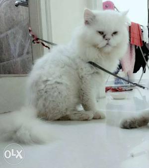 White Extreme Punch Face Persian Cat