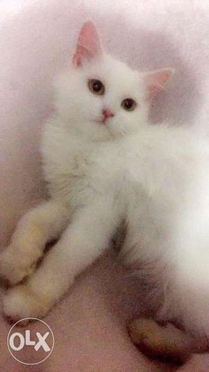 White Persian kitten 6 months old fully trained