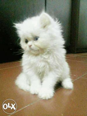 White Pure Persian Kitten Cat Available in Delhu