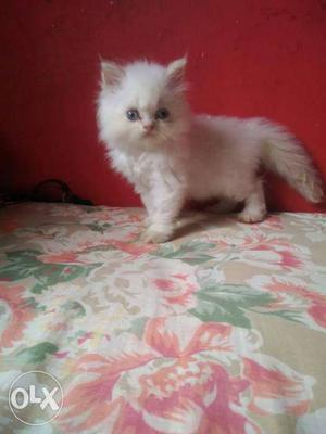 White Tabby golden grey all lovely colors long hair persian