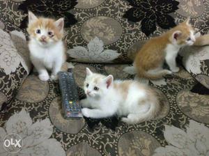 White and brown fur semi Persian cat.. it's a