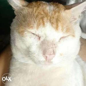 White-and-orange Tabby Cat