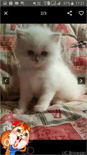 White color Persian kitten for sale in Jaipur