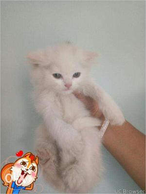 White color golden eyes persian kitten for sale