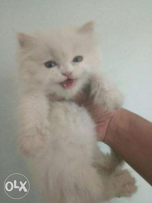 White color kitten available