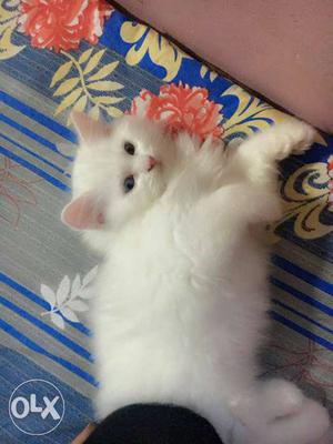 White colour Persian Doll Face kittens. 2 months
