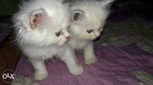 White kittens.55 days.argent sale