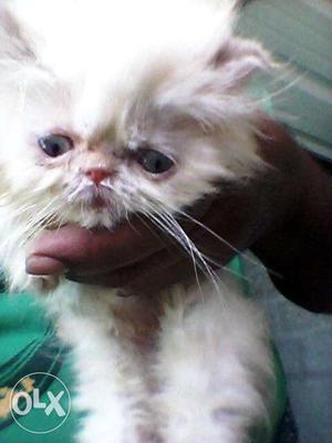 White persian punch face kitten