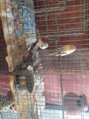 7 birds,with 4 self cage...good condition