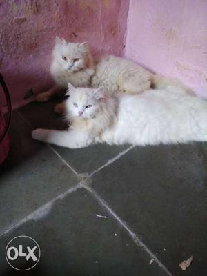 1.5 years old male female Persian cat for sale in