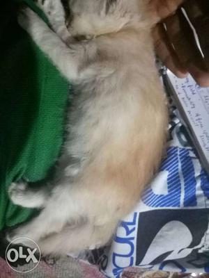 1 and half month old persian cat with light brown