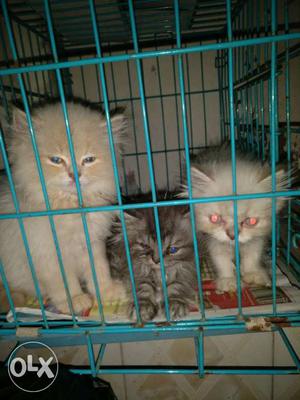 1 male doll face Two feamale punch face White & gray Kittens