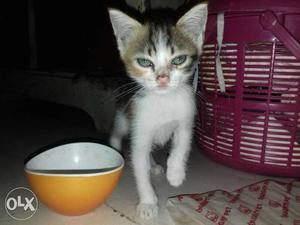 1 month parsian kittens for sale