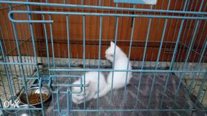 2 pure white Persian cats male and female for
