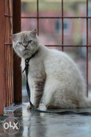2 years old Persian cat male ready for breed