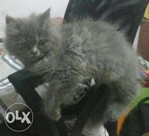 3 months Grey persian for sale ...