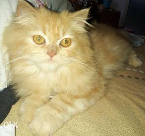 5.months old female semi punched pure Persian