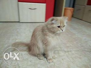 6 5 months old vaccinated parciean male cat