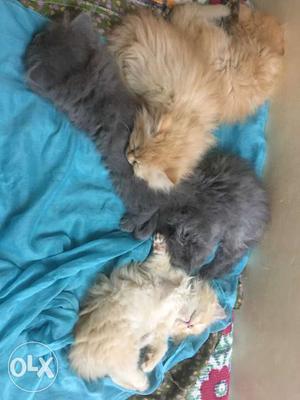 6 Beautifull Persian Kittens For Sale