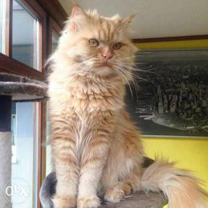6 months old punch face male Persian cat for