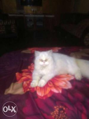 8months old female Persian cat