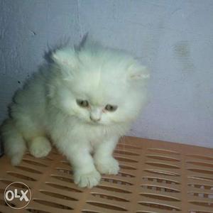 A K pet shop parsion cat available for sell all