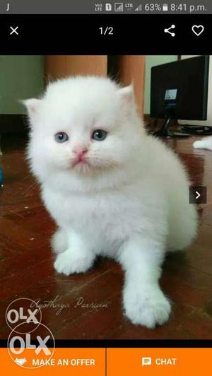 All cute persisn kitten cats sale blue eye sale affordable