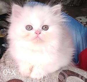 All types of kitten available in cheap price and