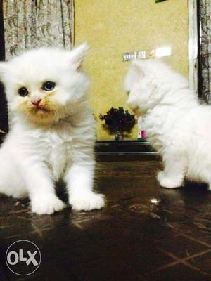 Awesome.quality long fur traind baby Persian cats kitten