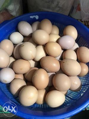 BV 380 kozhi mutta egg- dozen Whole sale